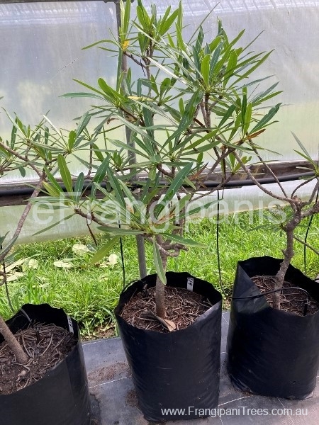 612-sten-22c-3ce(450x600)