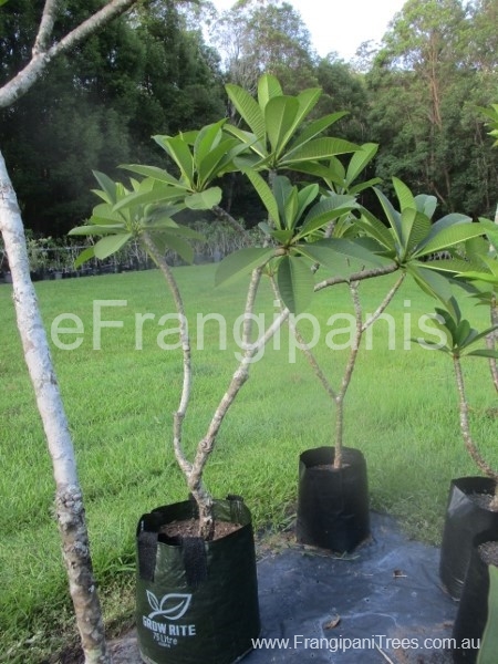 531-Hot-Pink-Frangipani-20A-2BE