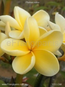 Plumeria rubra- yellow