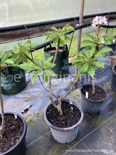 951-pink-pudica-22b-2cb.