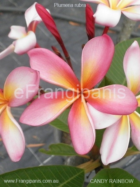 Candy-Rainbow-Frangipani