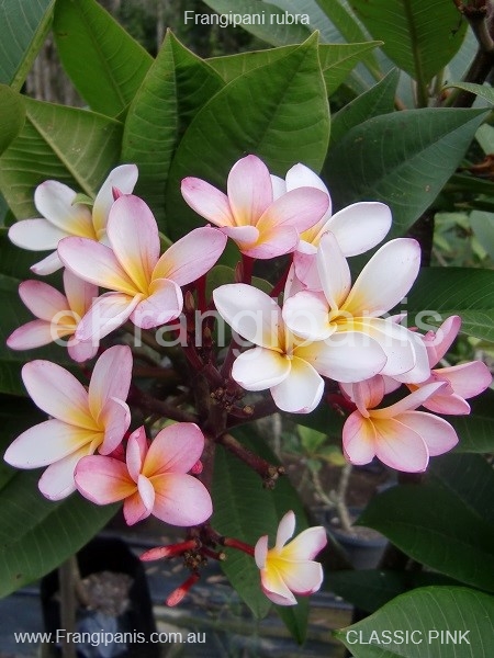 Pink-Frangipani