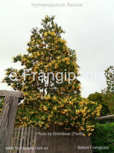 Hymensporum-flavum-native-frangipani