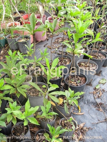 Native Frangipani - Image 3