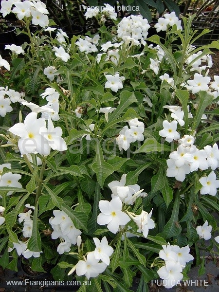 Pudica-White-Frangipani
