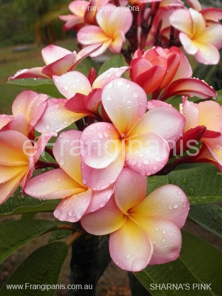 Sharnas-Pink-Frangipani