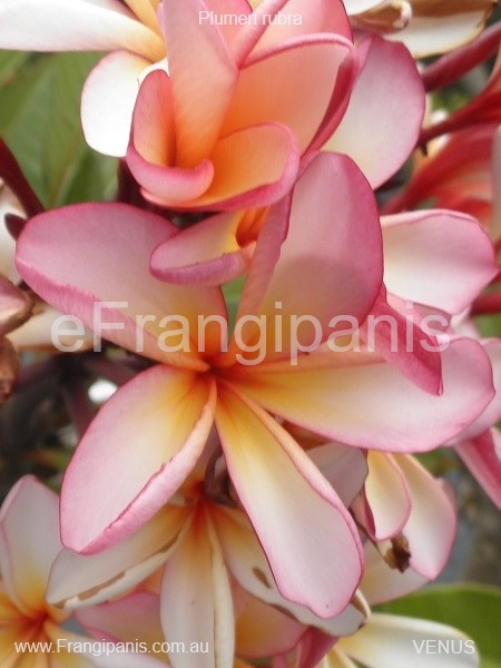 Venus-Frangipani-Flowers