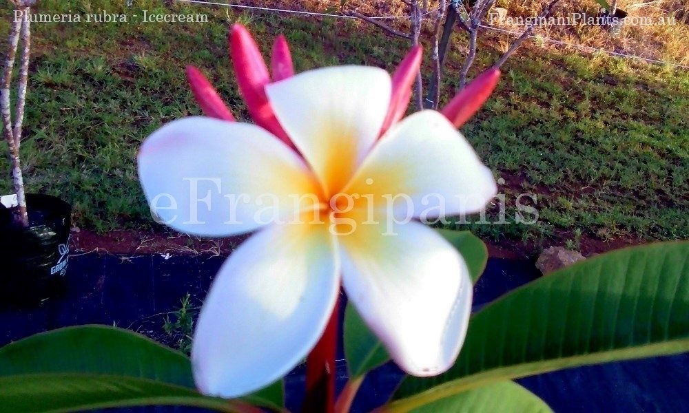 Icecream-Frangipani-Flowers