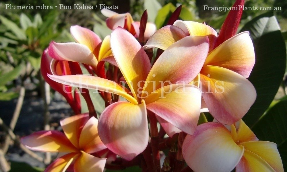 Puu-Kahea-aka-Fiesta Frangipani Flowers