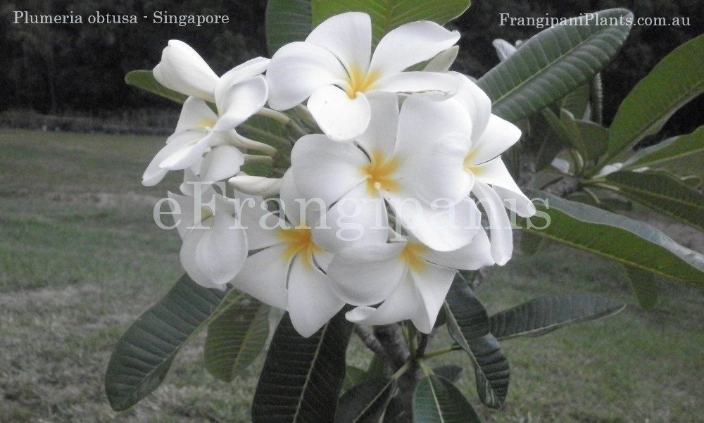 Singapore-Frangipani-Flowers