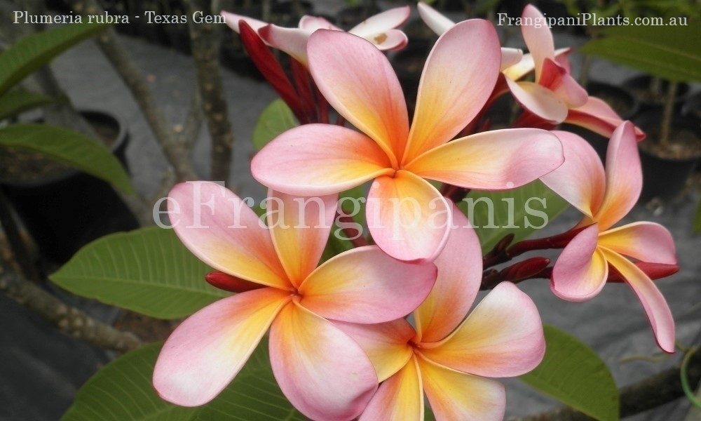 Texas-Gem-Frangipani-Flowers